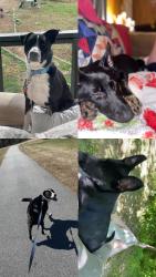 Lost Male Dog last seen Lenoir Healthcare Center, Lenoir, NC 28645