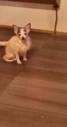 Lost Female Dog last seen At a trailer that sets off the road , Polk County, GA 30153