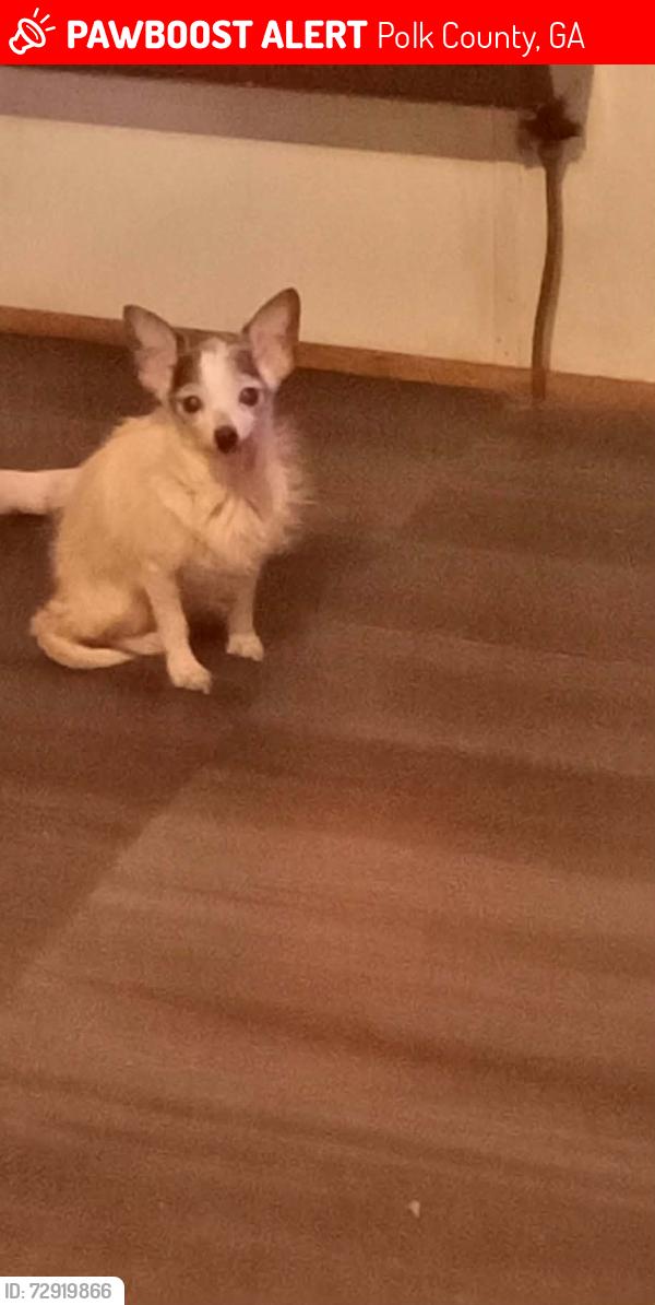 Lost Female Dog last seen At a trailer that sets off the road , Polk County, GA 30153