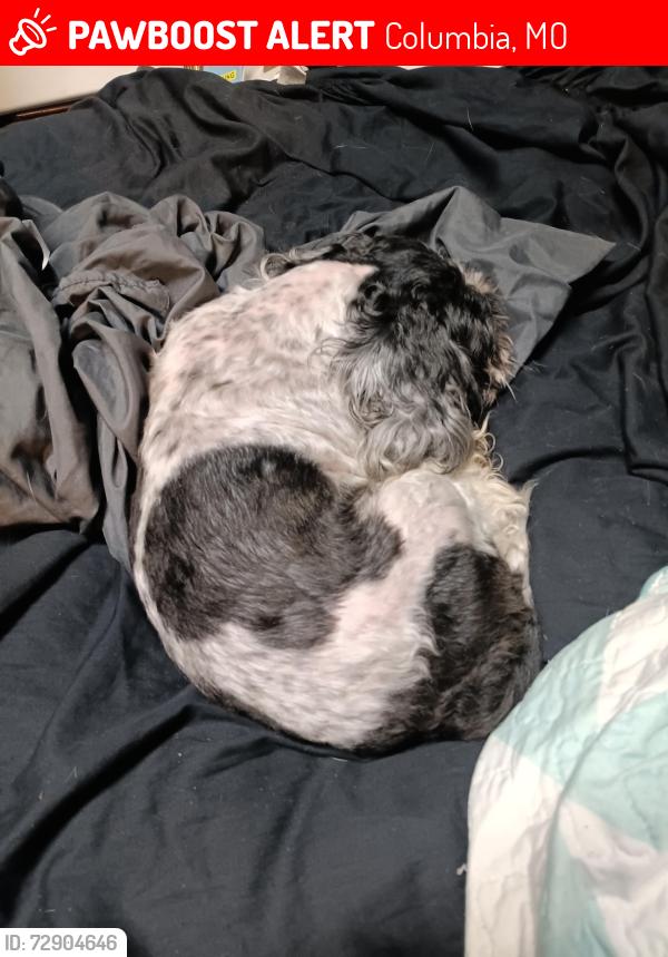 Lost Male Dog last seen Quail drive, Columbia, MO 65202