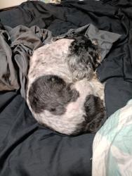 Lost Male Dog last seen Quail drive, Columbia, MO 65202