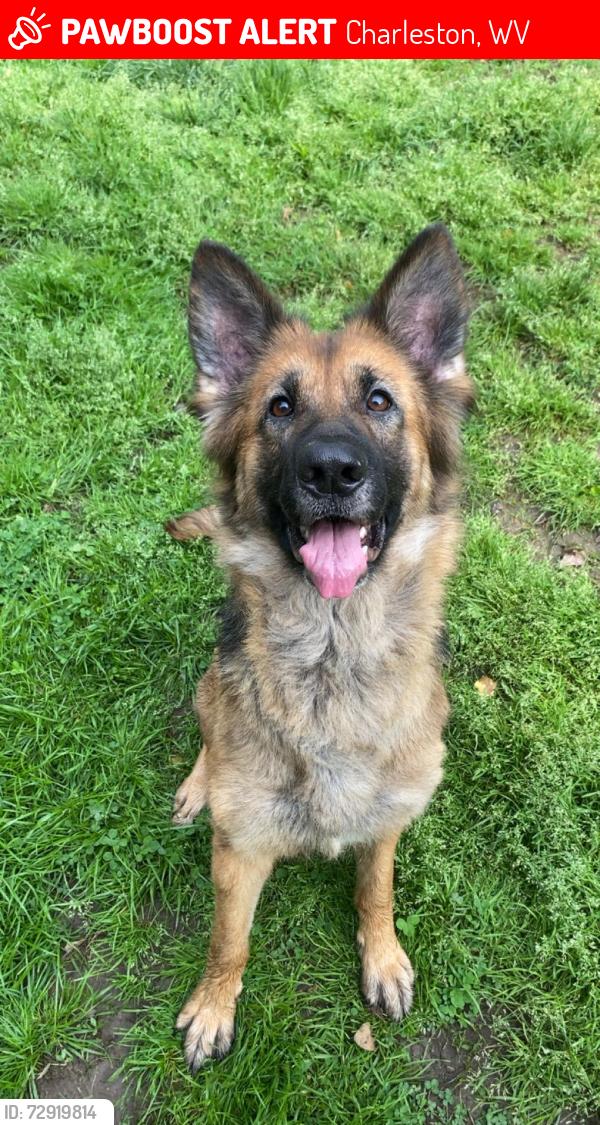 Lost Female Dog last seen Near Watts St Charleston, Charleston, WV 25302