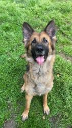 Lost Female Dog last seen Near Watts St Charleston, Charleston, WV 25302