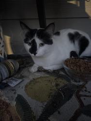 Reunited Unknown Cat last seen Avana on the Platte , Englewood, CO 80110