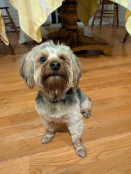 Reunited Male Dog last seen Found in Toll Brothers subdivision, West Bloomfield Township, MI 48322