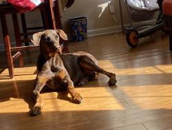 Lost Female Dog last seen Near main street jourdanton tx, Jourdanton, TX 78026