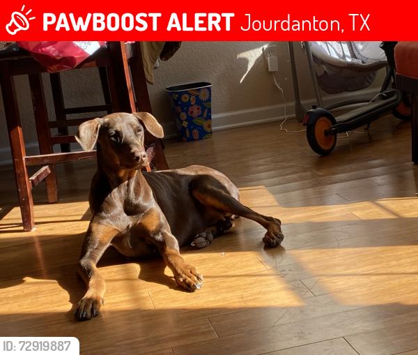 Lost Female Dog last seen Near main street jourdanton tx, Jourdanton, TX 78026