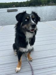Reunited Female Dog last seen Vandermark Ave Nuangola PA, Nuangola, PA 18707