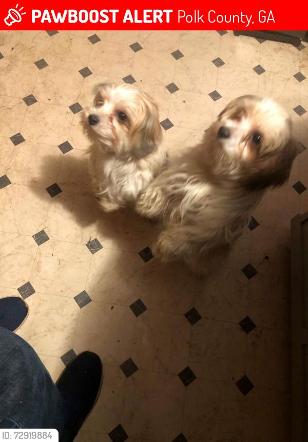 Lost Male Dog last seen At a trailer that sets off the road up in the woods, Polk County, GA 30153