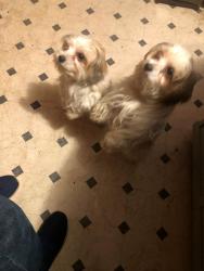 Lost Male Dog last seen At a trailer that sets off the road up in the woods, Polk County, GA 30153