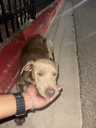 Found/Stray Female Dog last seen Kelsey park , Lubbock, TX 79423