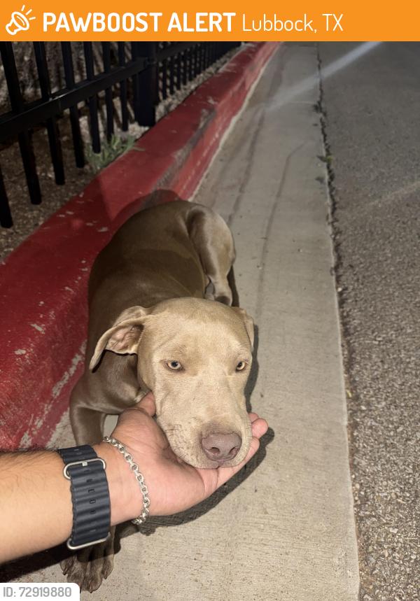 Found/Stray Female Dog last seen Kelsey park , Lubbock, TX 79423