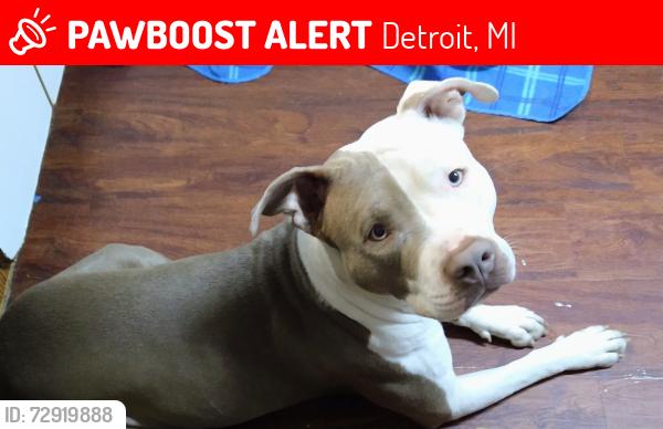Lost Female Dog last seen Schaefer and Fort St in Detroit , Detroit, MI 48217