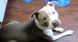 Lost Female Dog last seen Schaefer and Fort St in Detroit , Detroit, MI 48217