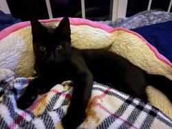 Lost Male Cat last seen Veterans rd, Elgin, SC 29045