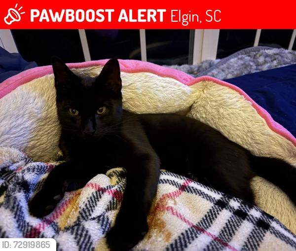 Lost Male Cat last seen Veterans rd, Elgin, SC 29045