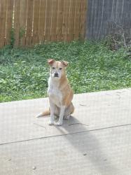 Reunited Female Dog last seen Near Candlenut San Antonio, TX 78245 , San Antonio, TX 78245