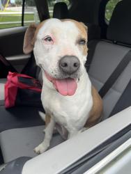 Found/Stray Female Dog last seen MTSU, Murfreesboro, TN 37130