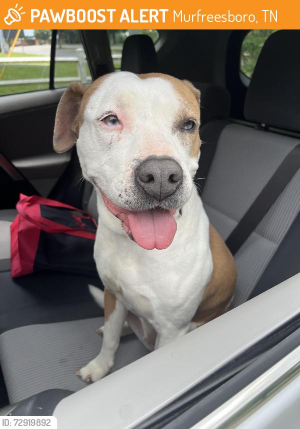 Found/Stray Female Dog last seen MTSU, Murfreesboro, TN 37130