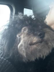 Reunited Female Dog last seen Never will and pico , Los Angeles, CA 90035