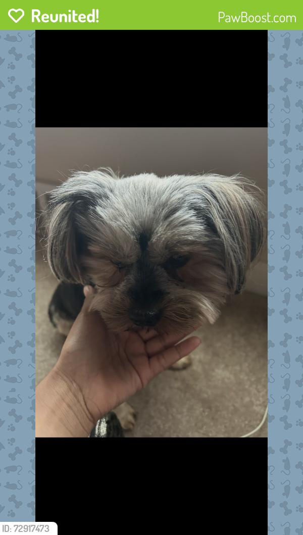 Reunited Male Dog last seen Cabot & Crete dr, St. Louis, MO 63137