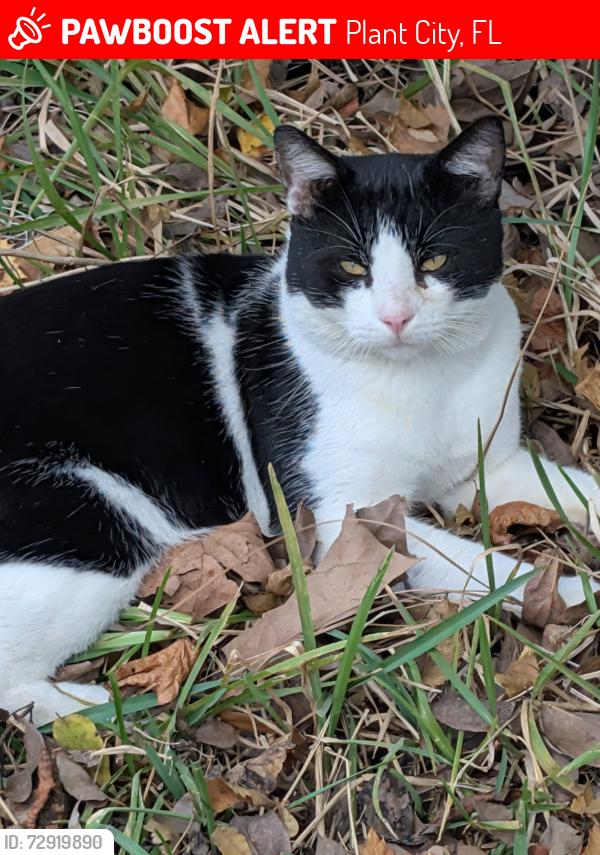 Lost Male Cat last seen Frontage rd, Plant City, FL 33566