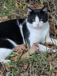 Lost Male Cat last seen Frontage rd, Plant City, FL 33566