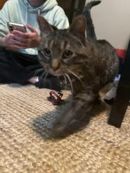 Reunited Male Cat last seen Main street, Longmont, CO 80501
