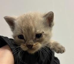 Shelter Stray Male Cat last seen Near Mary Street, El Cajon, CA, 92021, San Diego, CA 92110