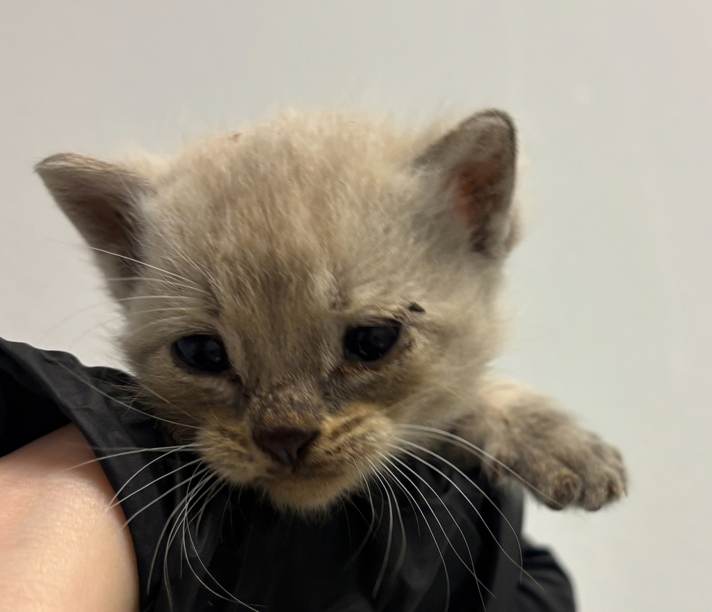 Shelter Stray Male Cat last seen Near Mary Street, El Cajon, CA, 92021, San Diego, CA 92110