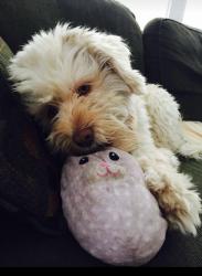 Lost Female Dog last seen Woodard and Helmers , Houston, TX 77009
