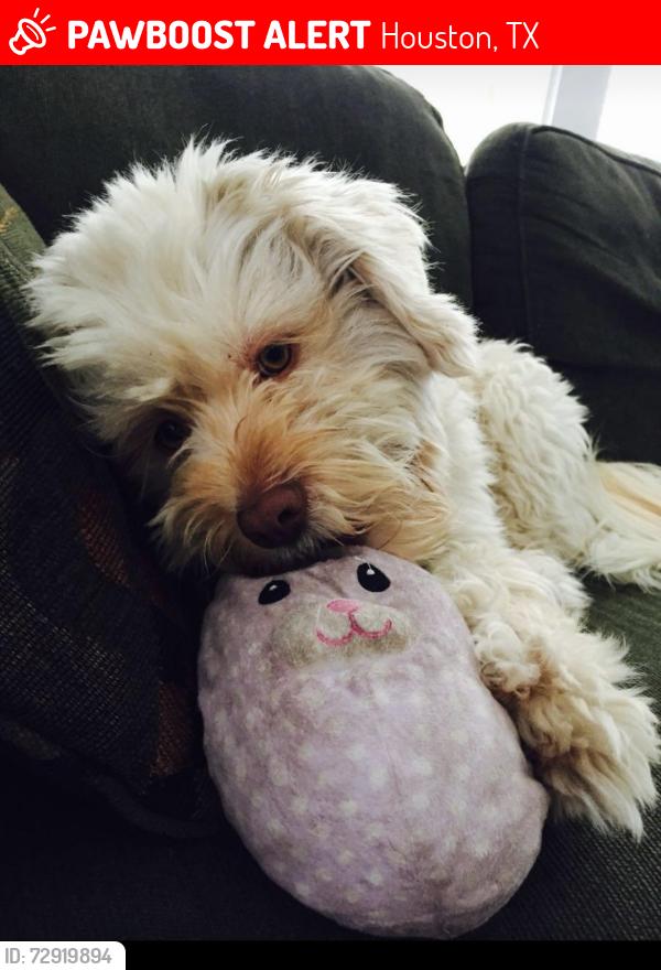 Lost Female Dog last seen Woodard and Helmers , Houston, TX 77009