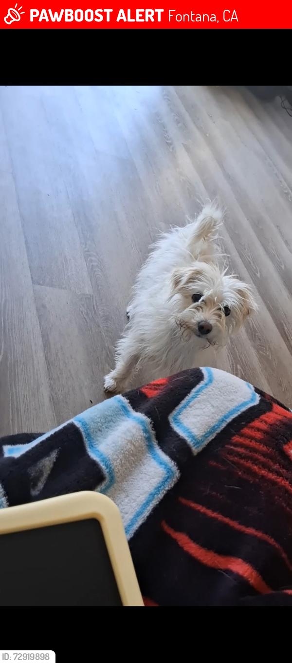 Lost Female Dog last seen Mango ave and Russo, Fontana, CA 92336