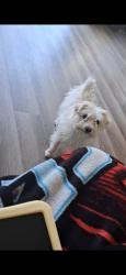 Lost Female Dog last seen Mango ave and Russo, Fontana, CA 92336