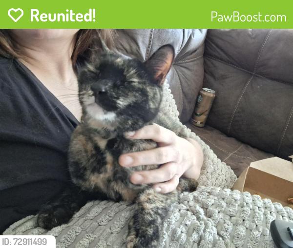 Reunited Female Cat last seen Timrod & Wilmot, Tucson, AZ 85711