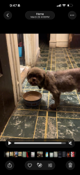 Reunited Male Dog last seen La Follette Park, Chicago, IL 60651