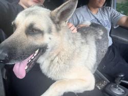 Reunited Male Dog last seen Macon, Summer, Graham, Treadwell , Memphis, TN 38122