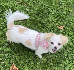 Lost Female Dog last seen last seen by acorn apmts when she ran out , Oakland, CA 94607