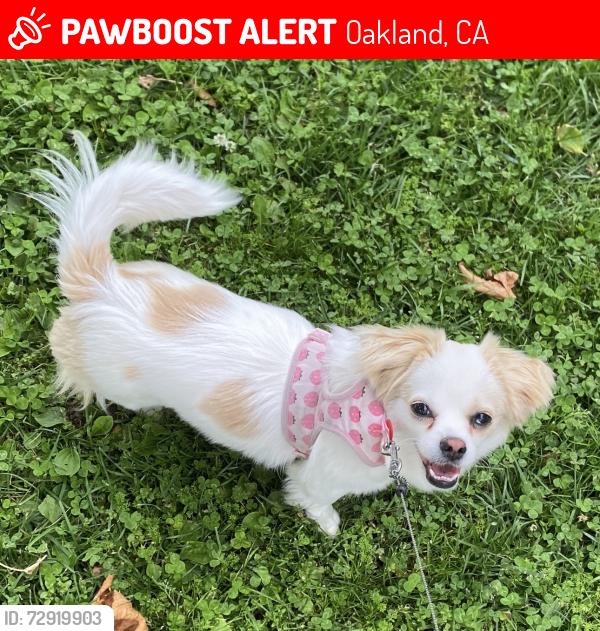 Lost Female Dog last seen last seen by acorn apmts when she ran out , Oakland, CA 94607
