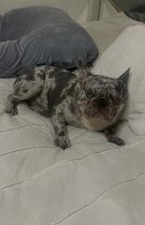 Reunited Male Dog last seen boomerang dr, Bakersfield, CA 93304