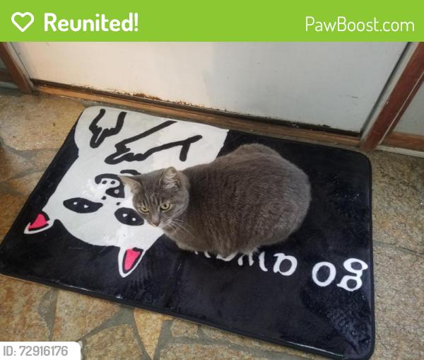 Reunited Female Cat last seen Evanston &Dayton, Seattle, WA 98133
