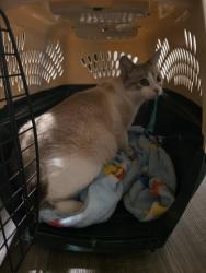 Found/Stray Unknown Cat last seen Diamond ridge blvd, Rapid City, SD 57703