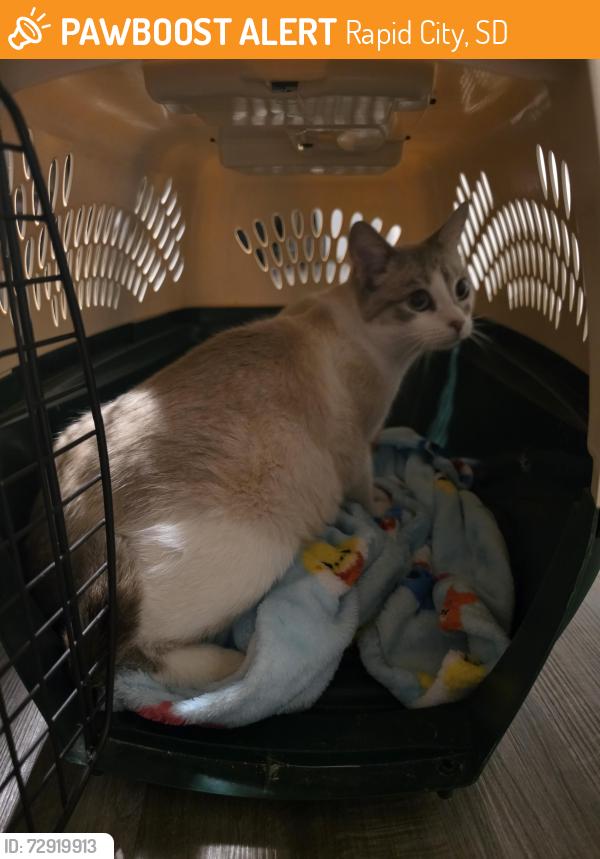 Found/Stray Unknown Cat last seen Diamond ridge blvd, Rapid City, SD 57703