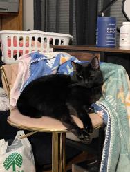 Reunited Male Cat last seen Near Meadow Ave N, Renton, WA 98056, USA, Renton, WA 98056