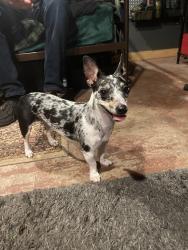 Found/Stray Female Dog last seen Guilbeau Rd, Lafayette, LA 70506