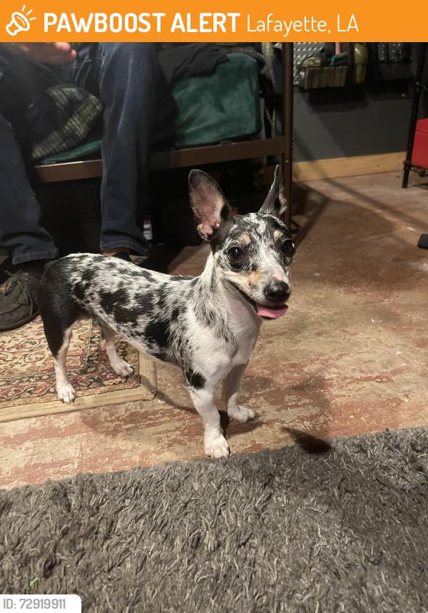 Found/Stray Female Dog last seen Guilbeau Rd, Lafayette, LA 70506