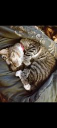 Lost Female Cat last seen Near Clarcona rd lot 324, Apopka, FL 32703