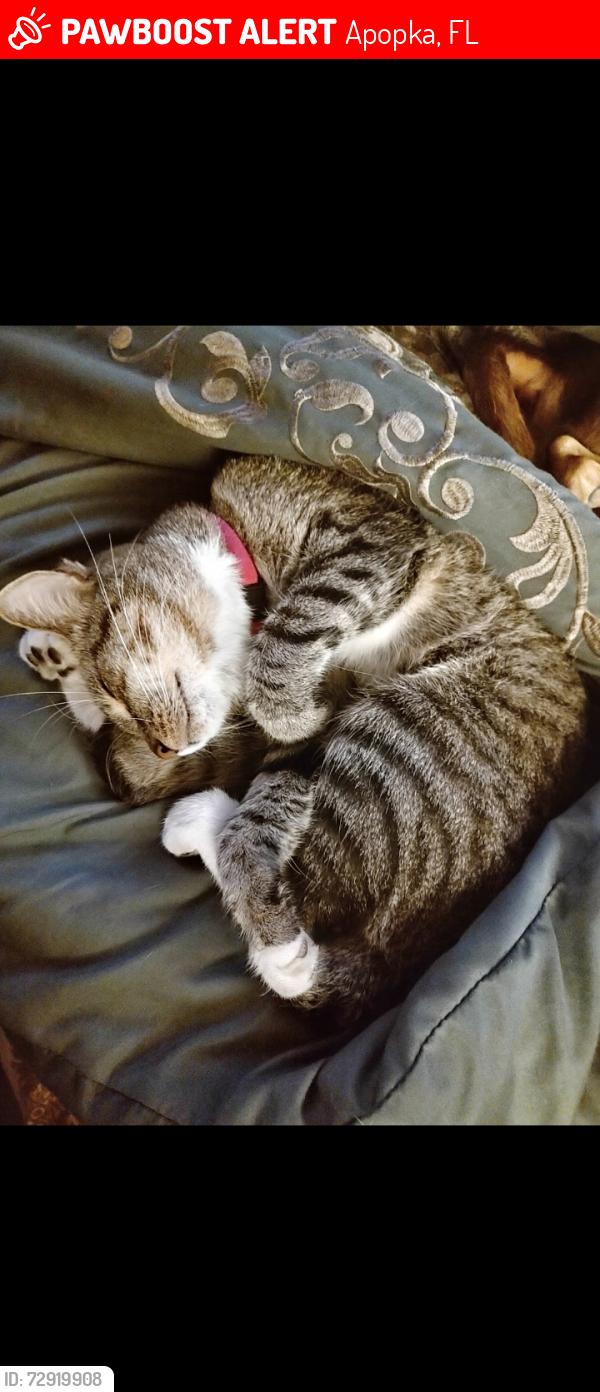 Lost Female Cat last seen Near Clarcona rd lot 324, Apopka, FL 32703