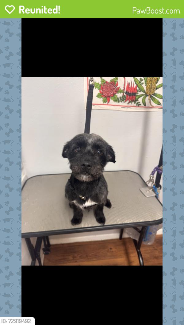 Reunited Male Dog last seen Creekside Circle, Tyler, TX 75703