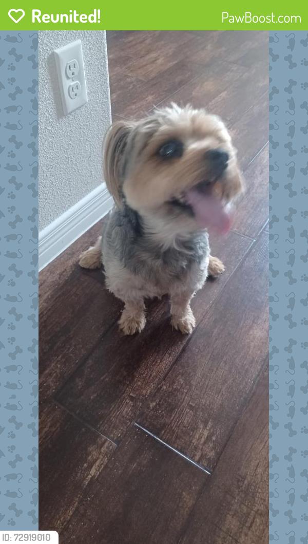 Reunited Male Dog last seen Zaragoza road 79938 (Vista Market), El Paso County, TX 79928